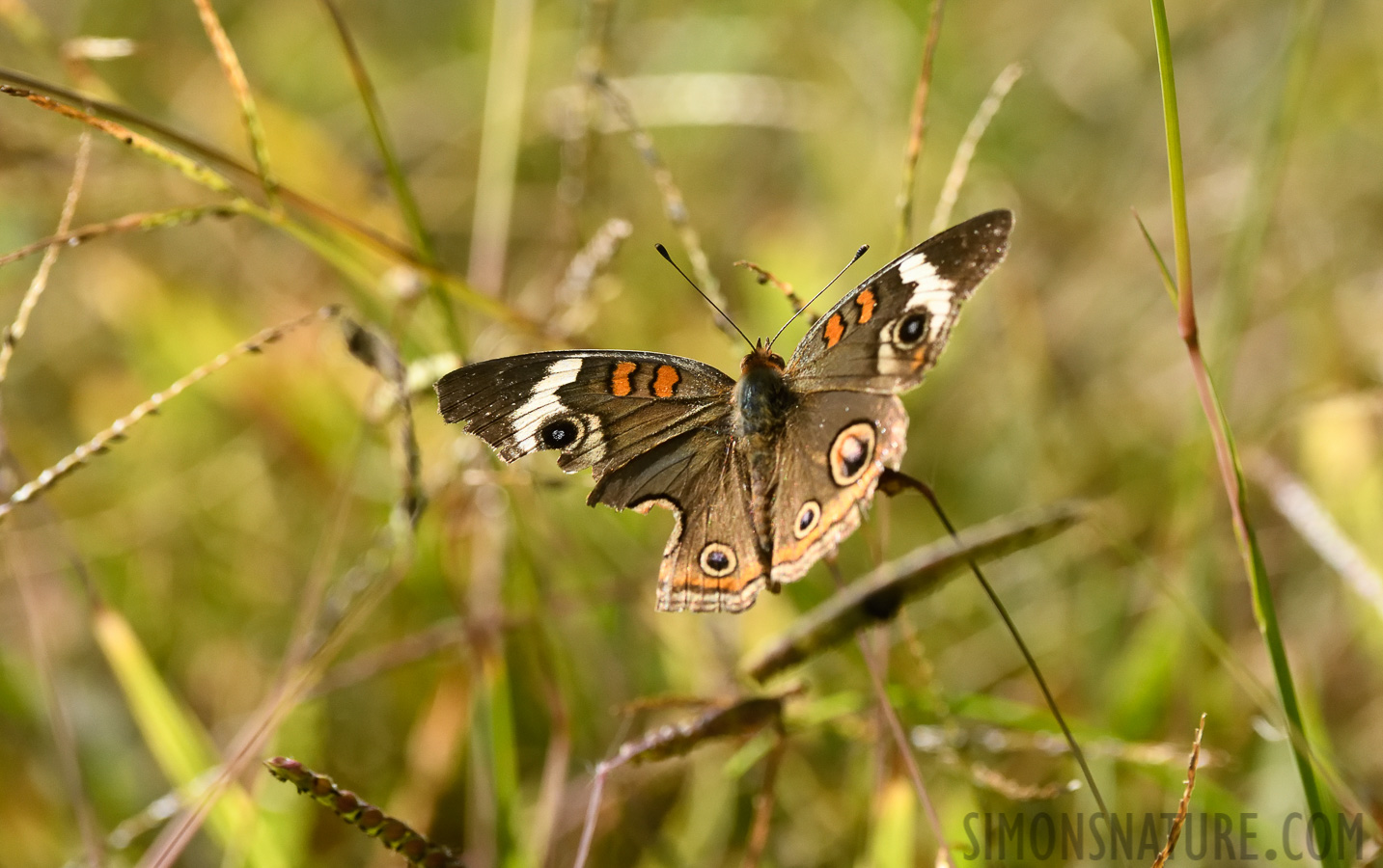 Junonia coenia [400 mm, 1/1600 Sek. bei f / 8.0, ISO 1600]